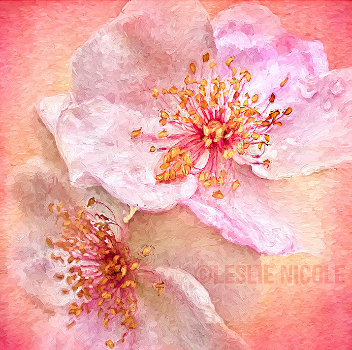 Rose Photograph To Painting