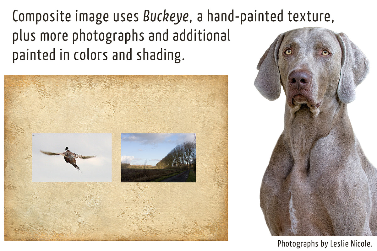 Showing the photographs and texture used in a textured dog portrait.