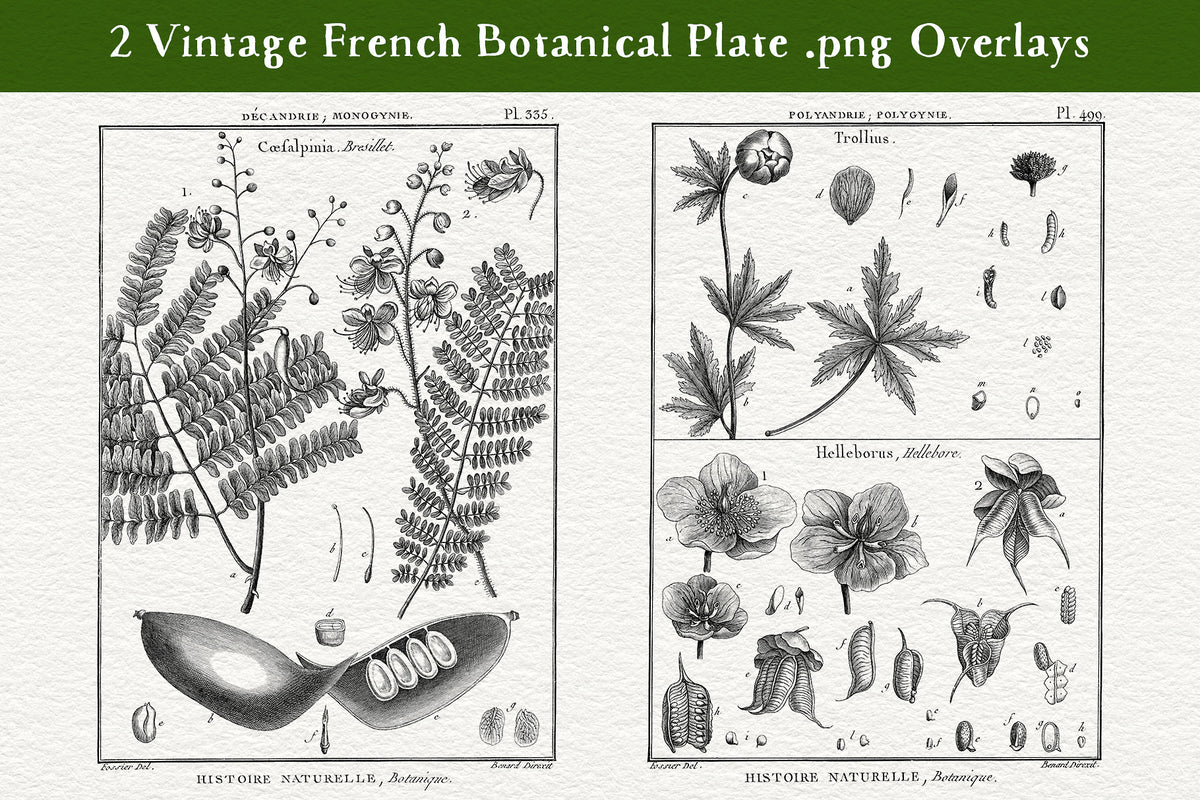 2 extra-large digital overlays of vintage French botanical prints.