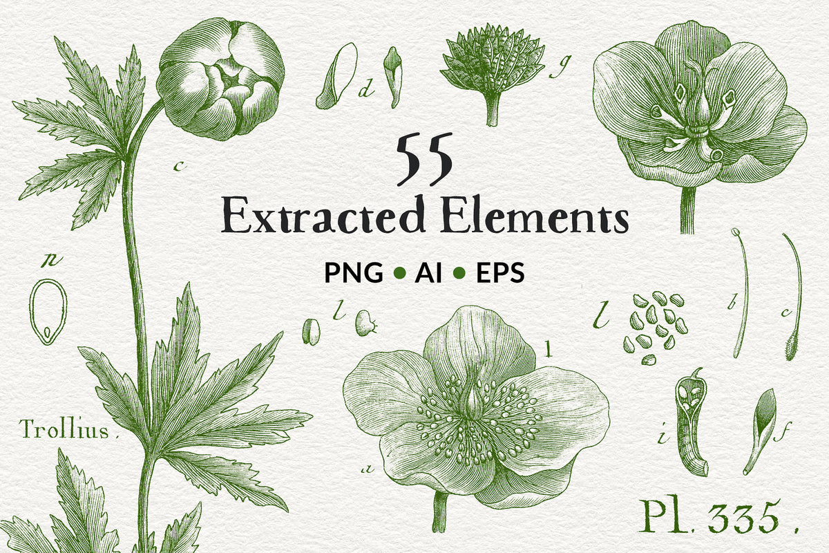 Vintage French botanical flowers and elements digital graphics. PNG and Vector. Extended License.