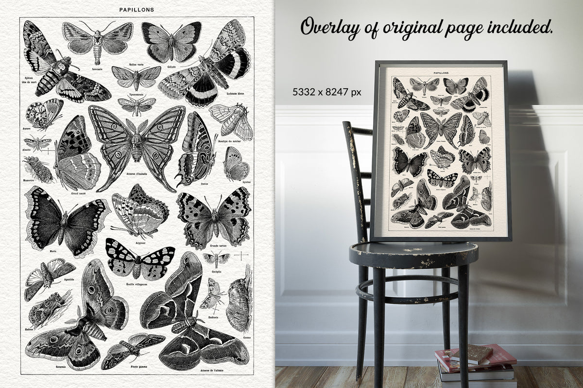 Vintage French butterfly print digital overlay. Extra-large, extended license.