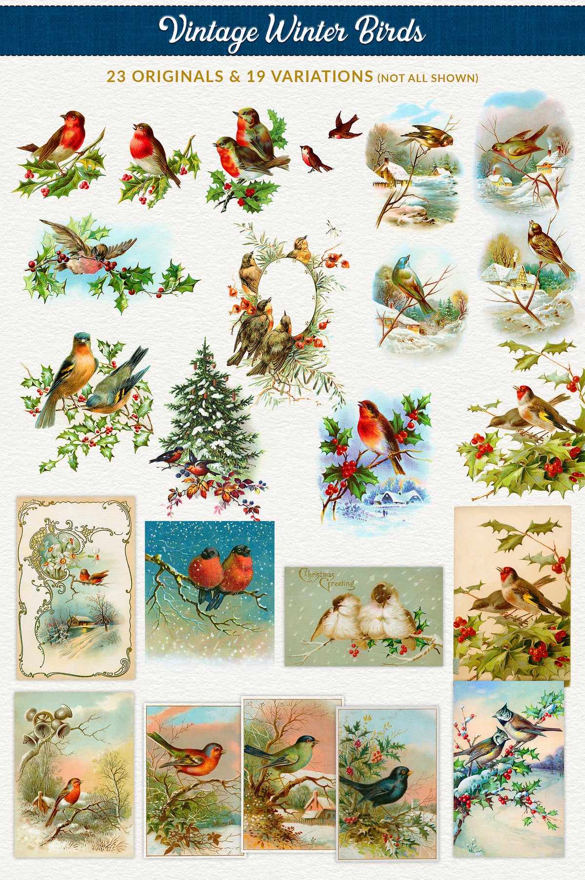 Vintage illustration graphics of Christmas winter bird illustrations.