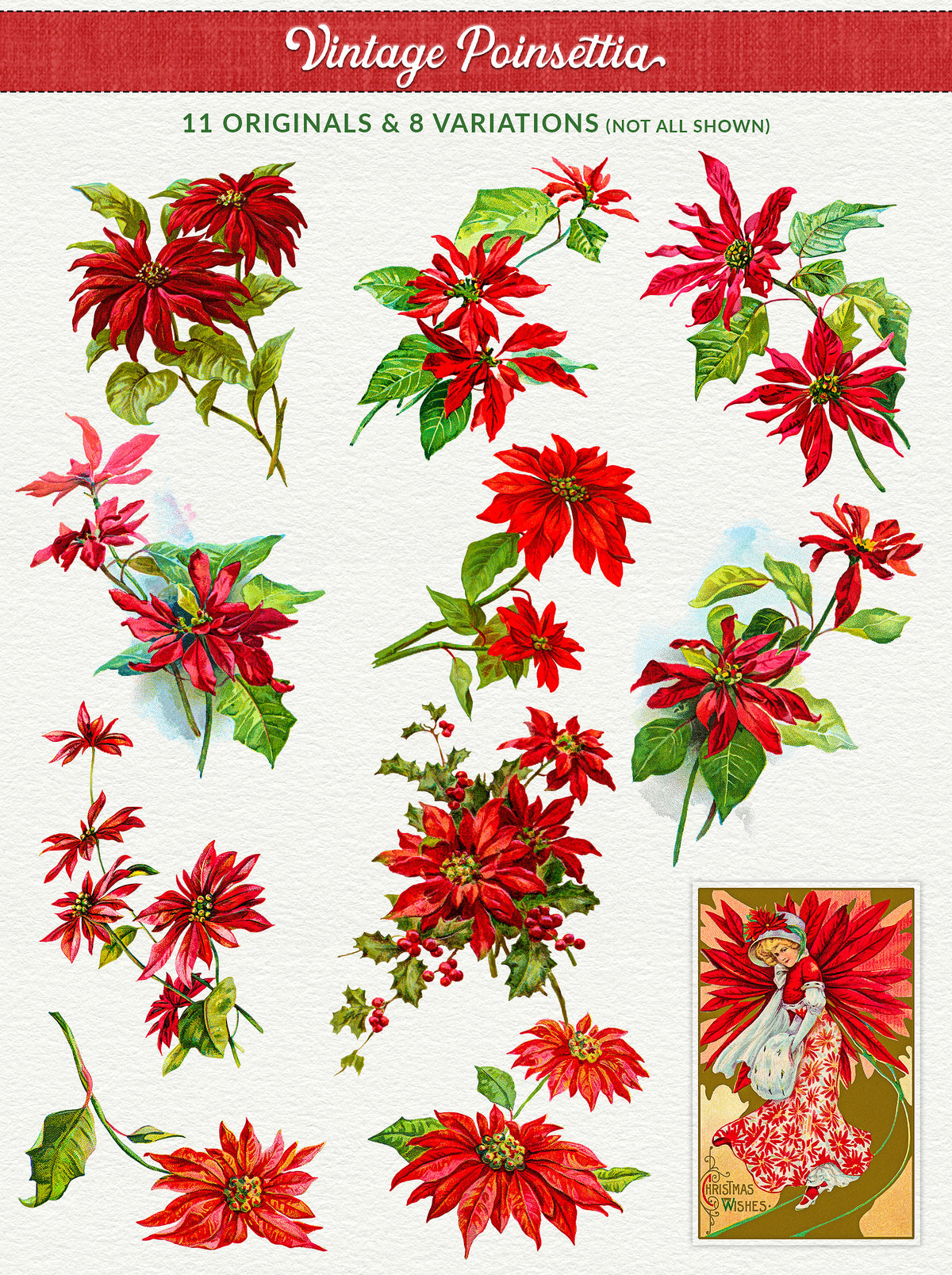 Vintage illustration graphics of poinsettia from the Vintage Christmas Illustrations Compendium extended license graphics collection.