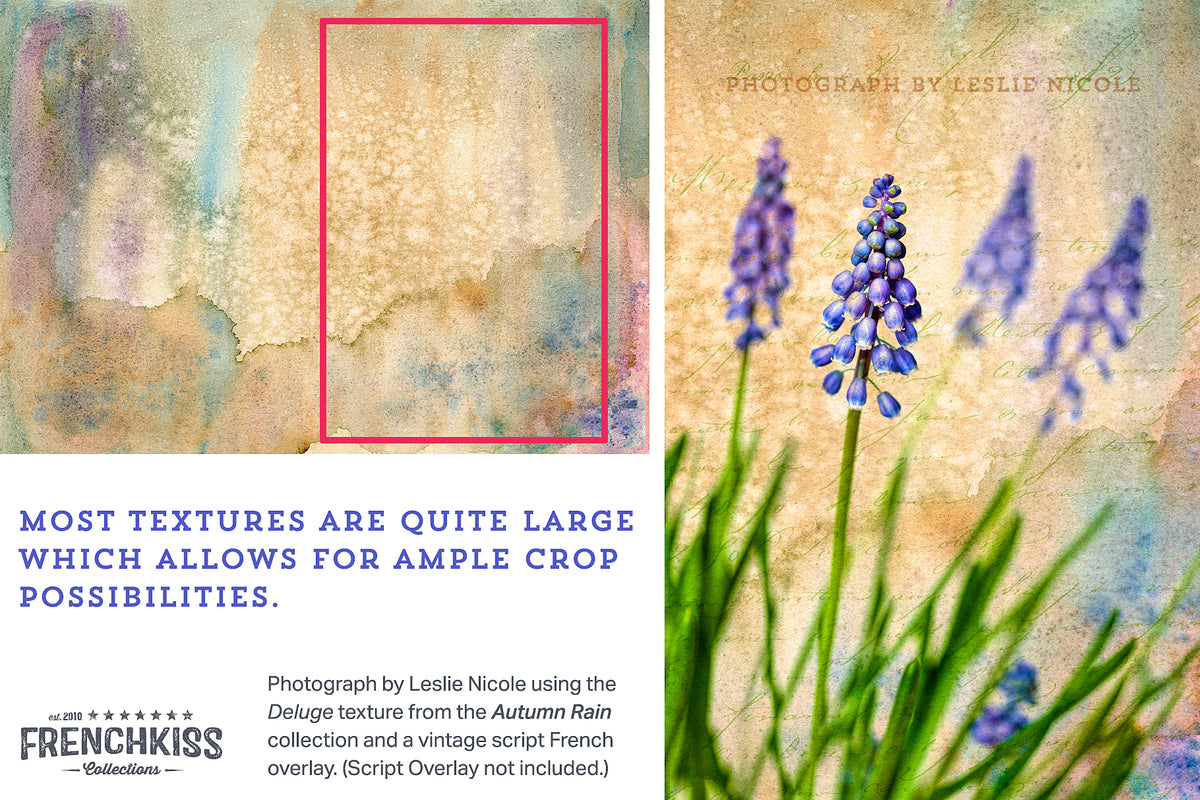 Muscari photograph with watercolor texture from the Autumn Rain collection.