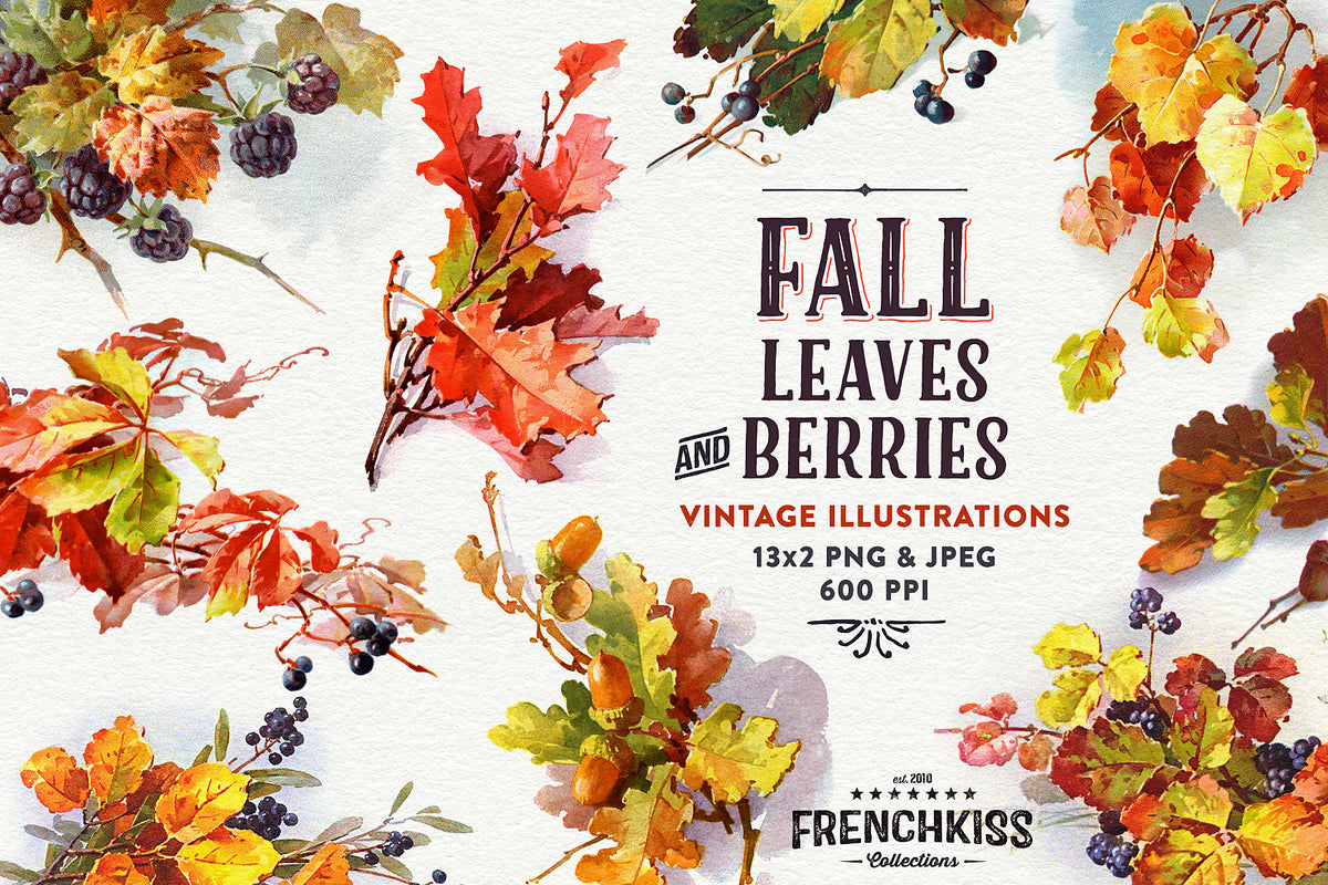 Fall Leaves and Berries vintage illustration digital graphics and printables.