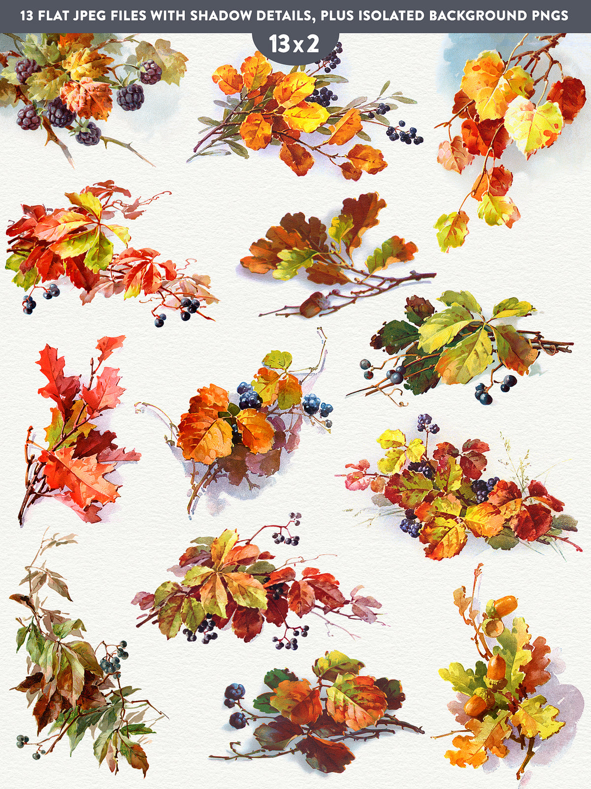 13 vintage illustrations of Fall leaves and berries digital graphics by Catharina Klein.
