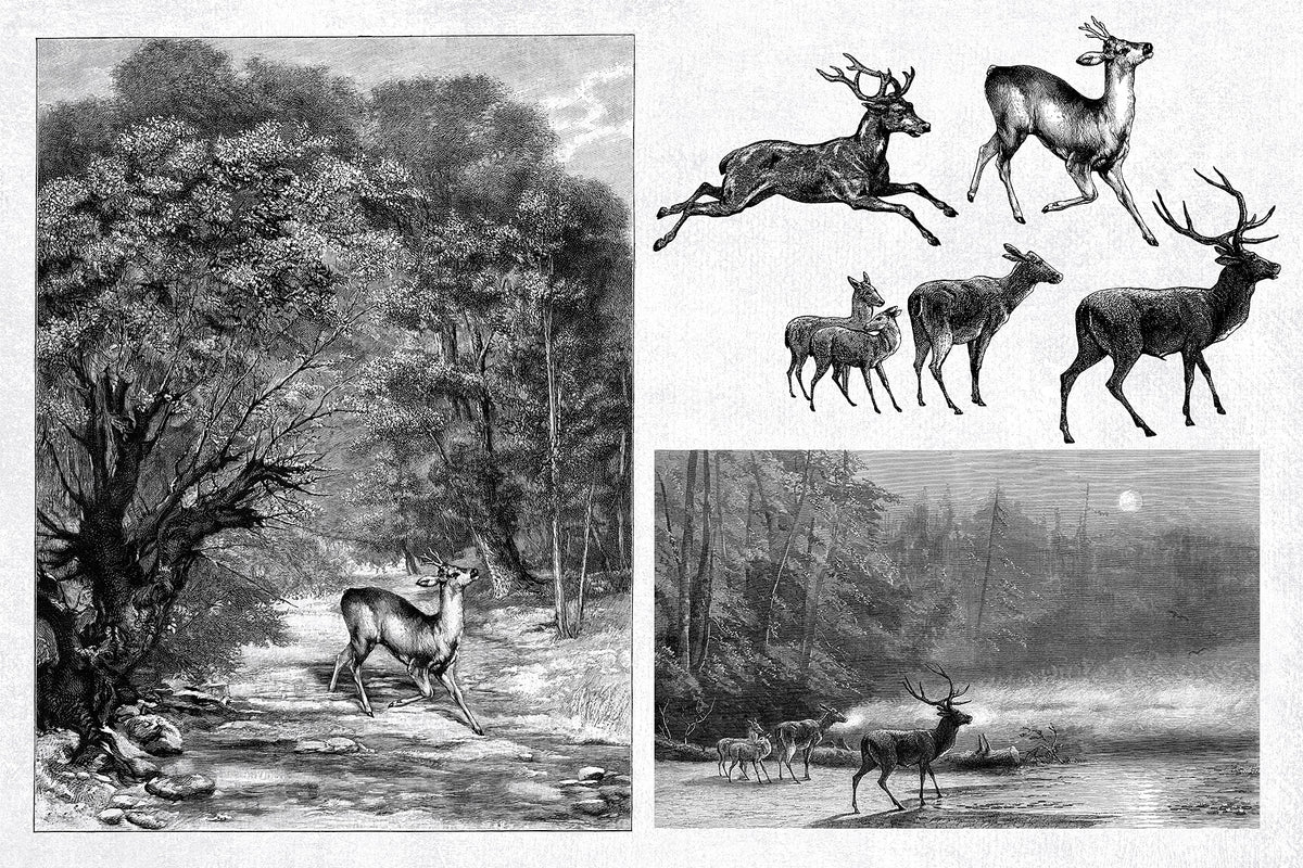 Deer illustration graphics from vintage engravings.