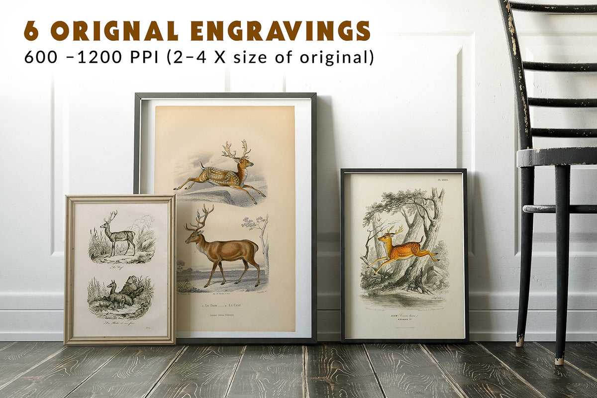 Beautiful vintage French engravings digital downloads. Great for wall art.