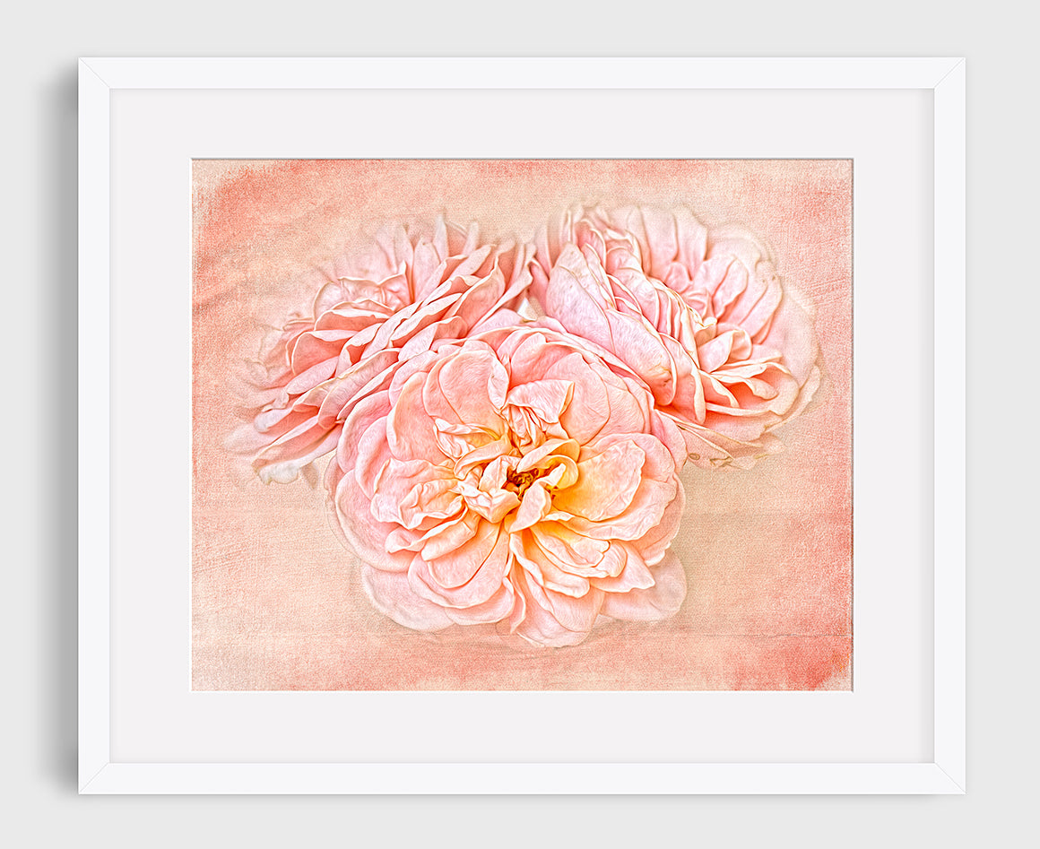 Photograph of roses using a texture from the Les Textures V.3 collection.