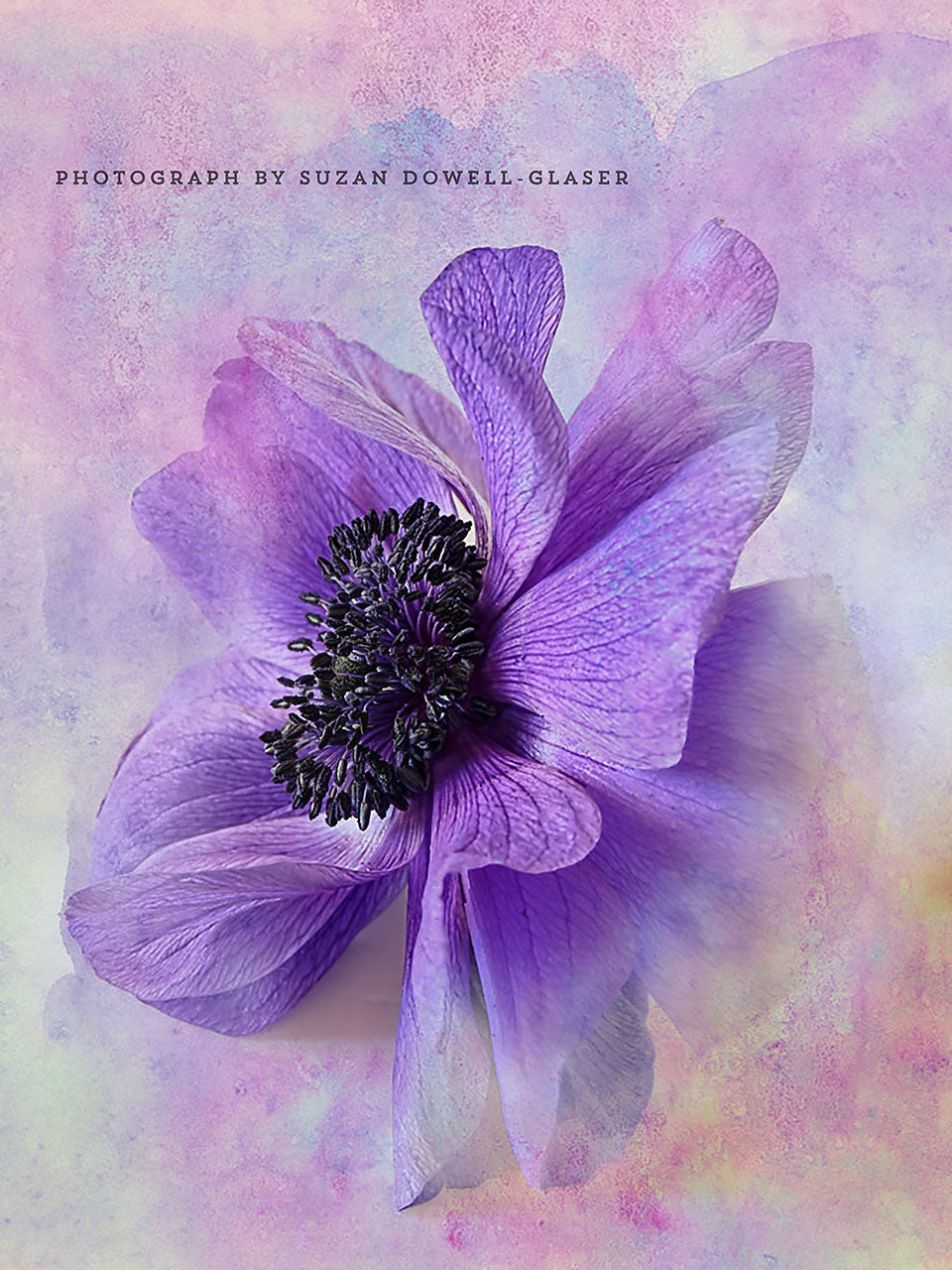 Anemone With Watercolor Texture