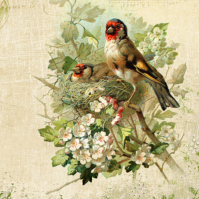 Blending A Vintage Bird Illustration Into A Design - French Kiss