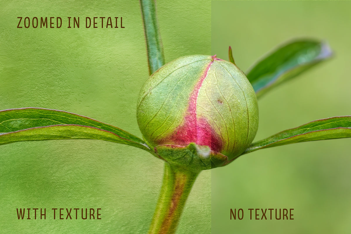 Zoomed in detail showing a peony photograph with texture and without.