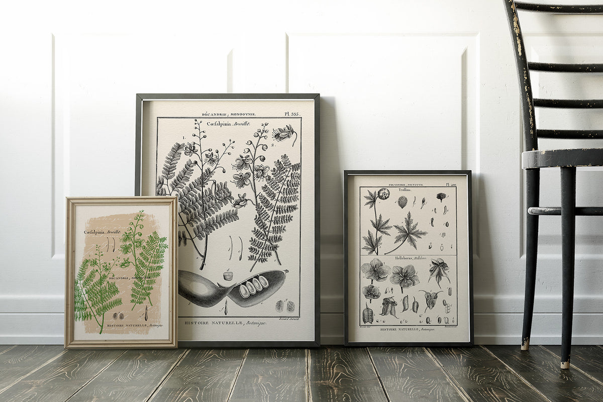 Framed artwork examples using the vintage French botanical overlays. 