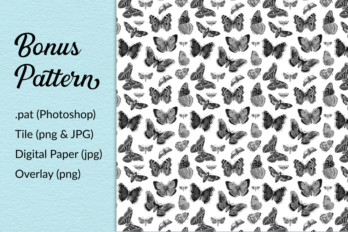 Vintage butterfly pattern digital graphic. Photoshop and PNG. Extended License.