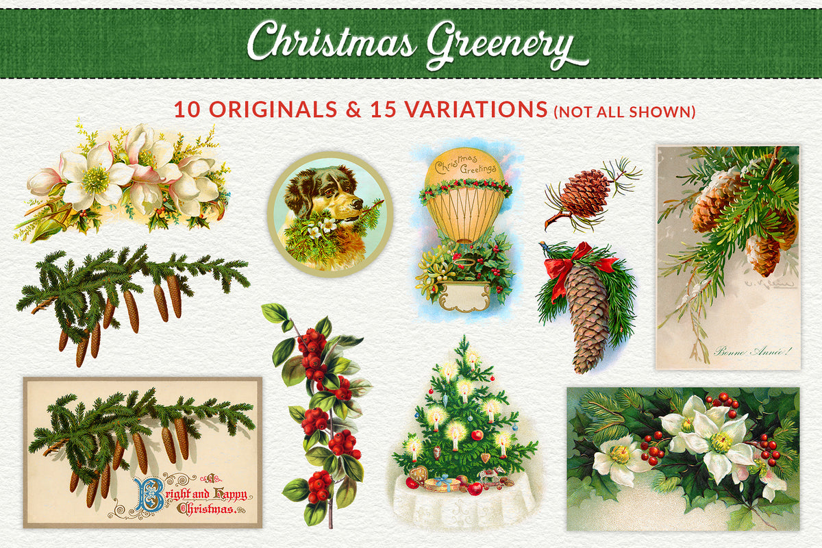 Christmas greenery vintage illustration graphics of pine cones, hellebore, christmas tree, red berries, dog with bough, and ballon.