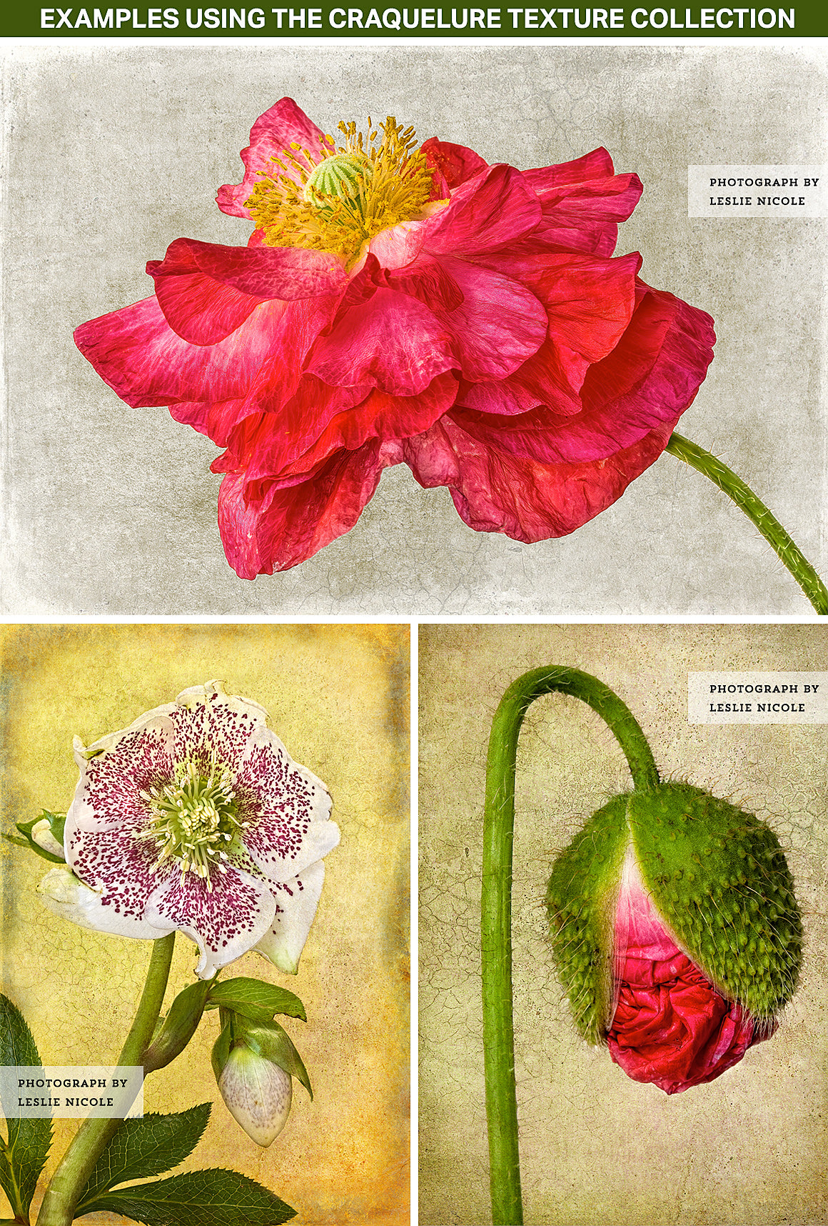 Textured flower photographs using the Craquelure texture collection.