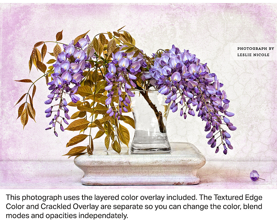 Craqueled overlay texture used on a flower photograph composition. Wisteria in a vase.