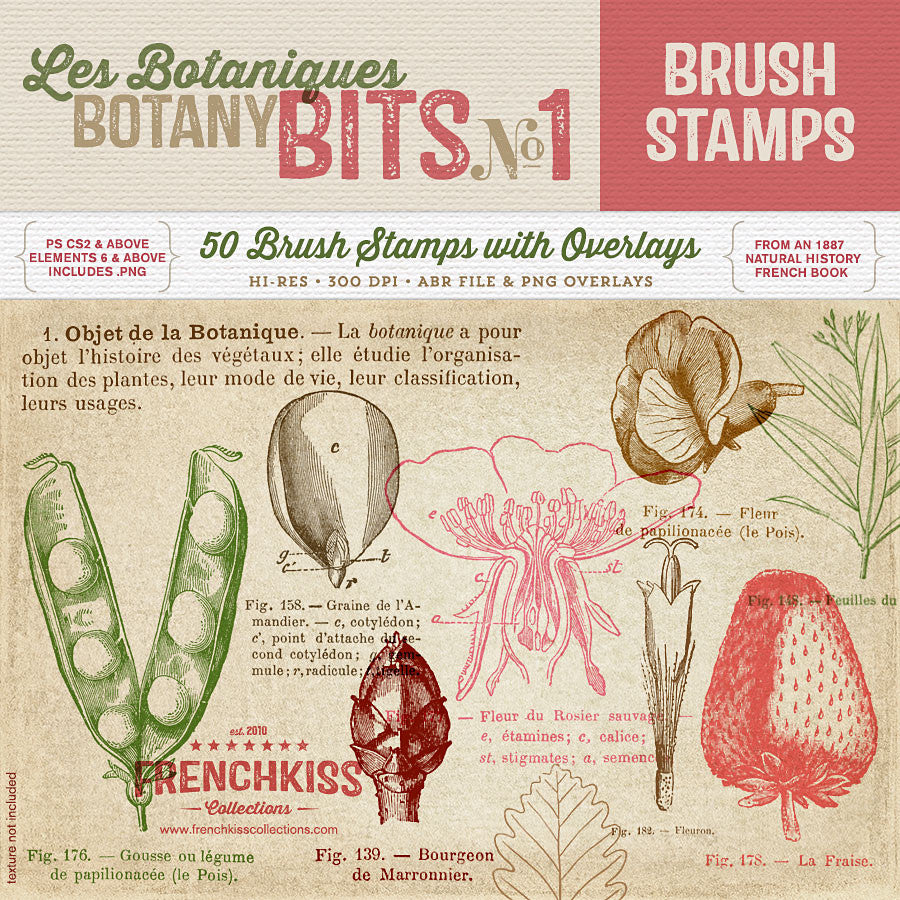 Vintage French botanical illustrations and text brushes and overlays.