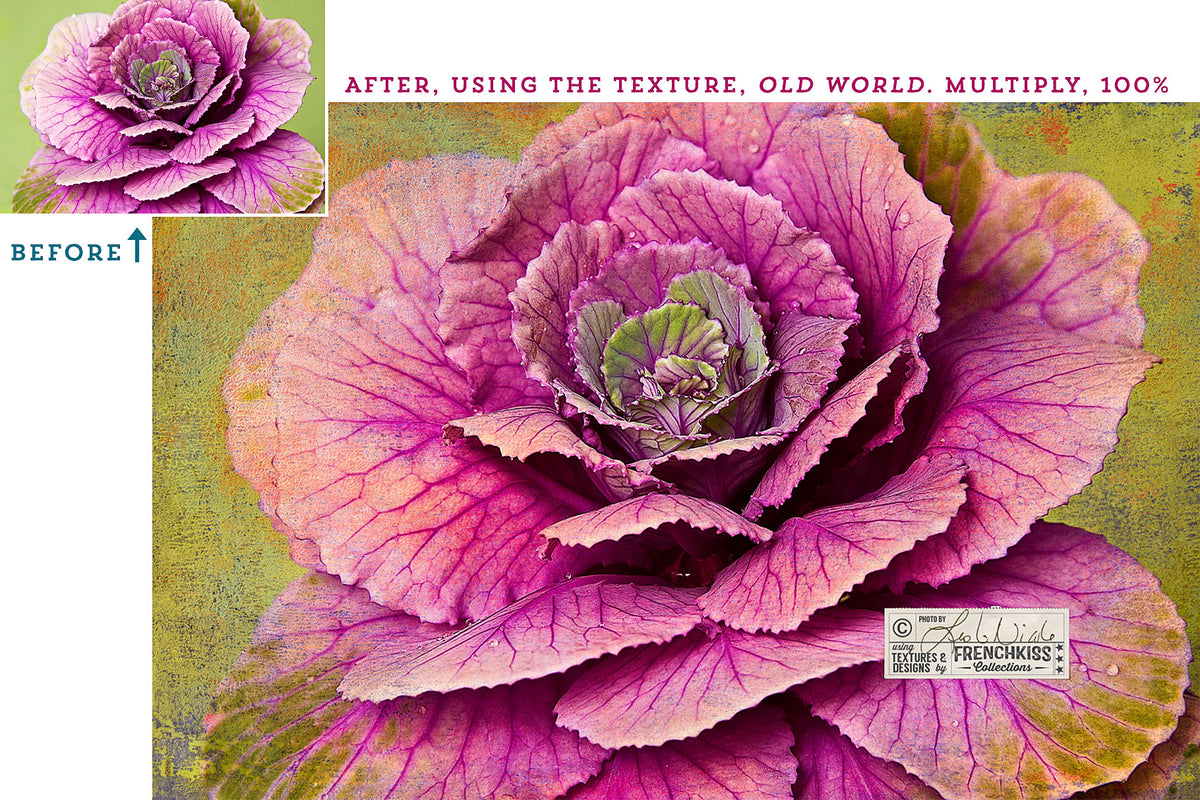 Photograph of ornamental cabbage using a painted texture from the Impasto Improv No. 1 collection.