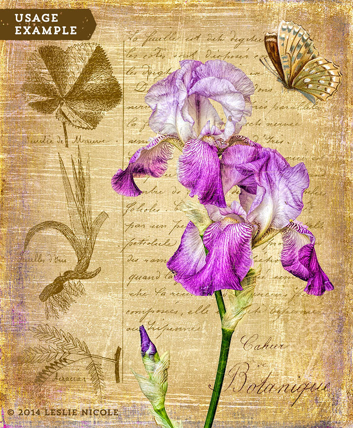 Botanical inspired iris image using a texture and vintage French overlay.