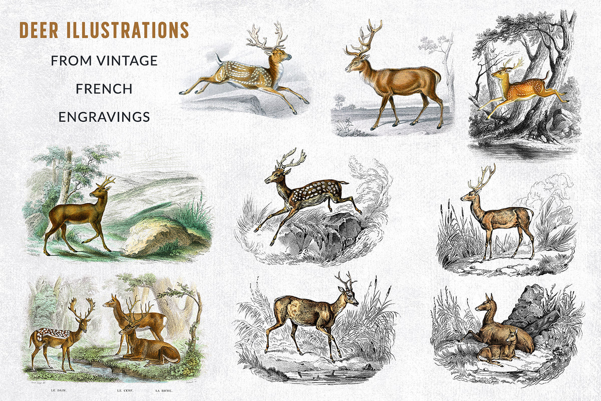 Deer illustration graphics from vintage French engravings.
