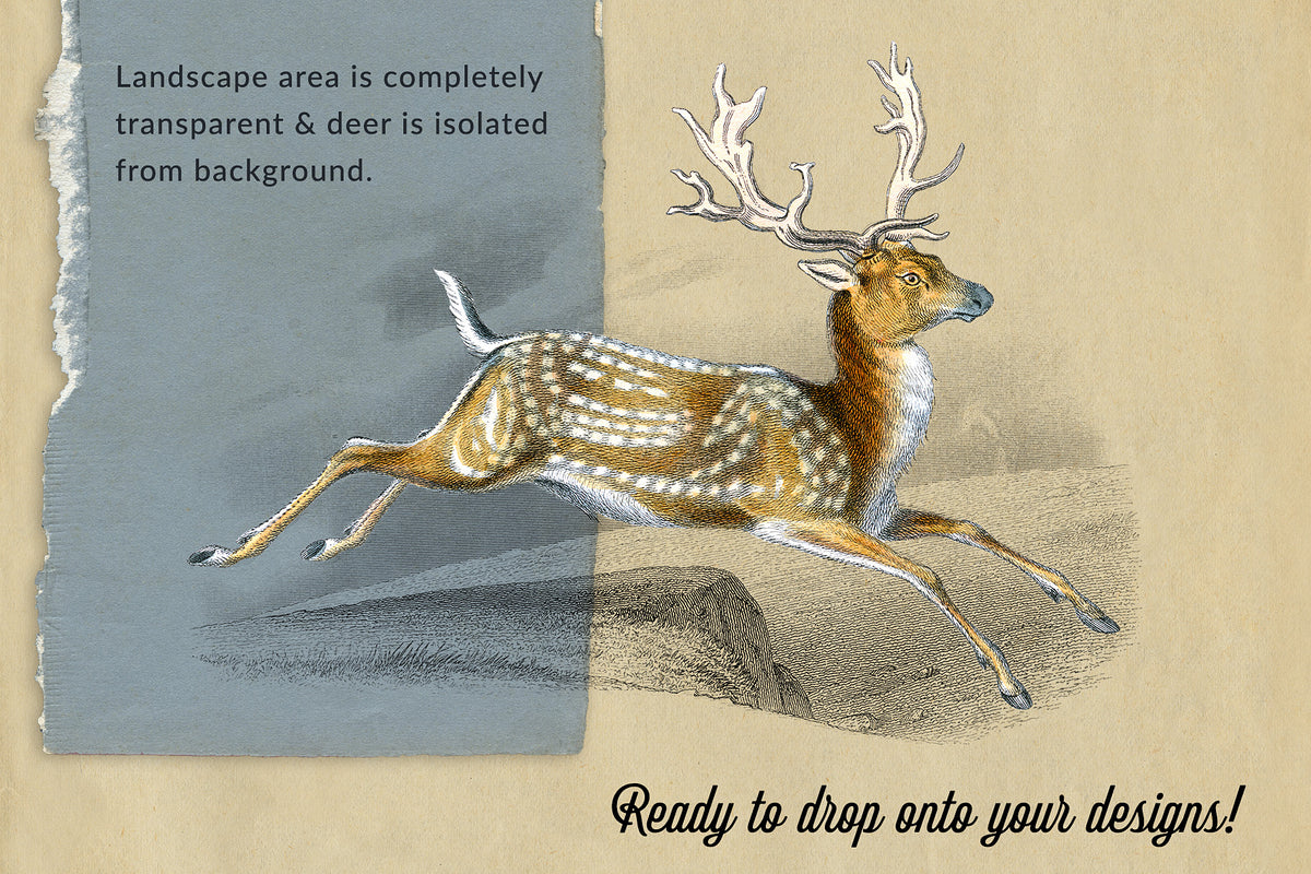 Vintage deer illustration digital graphic with transparent background.